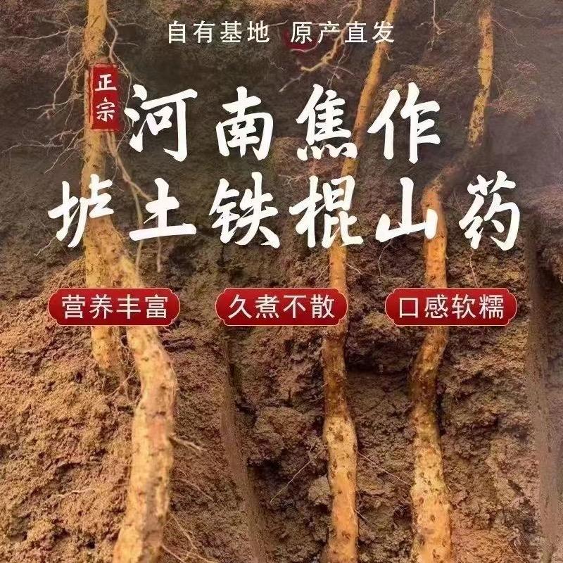 韩垚记铁棍山药