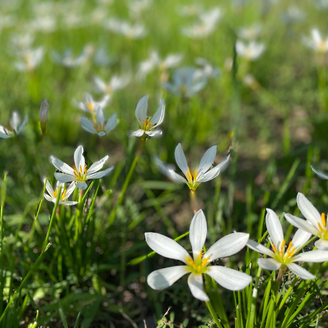 软软🌷