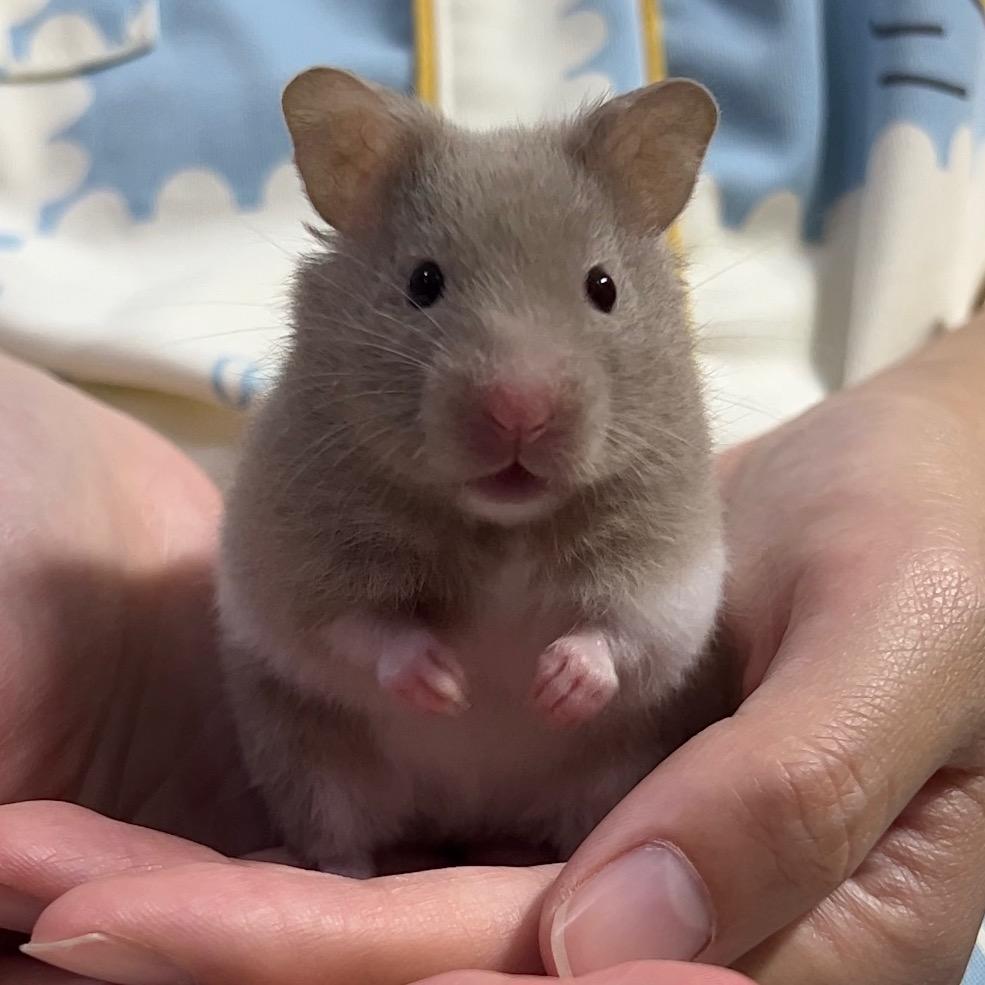 小宝🐹