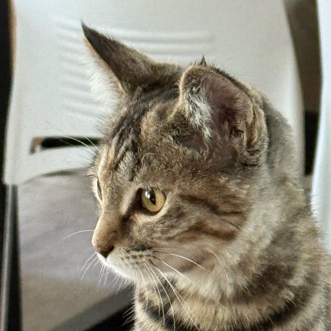 喀什第一突击手