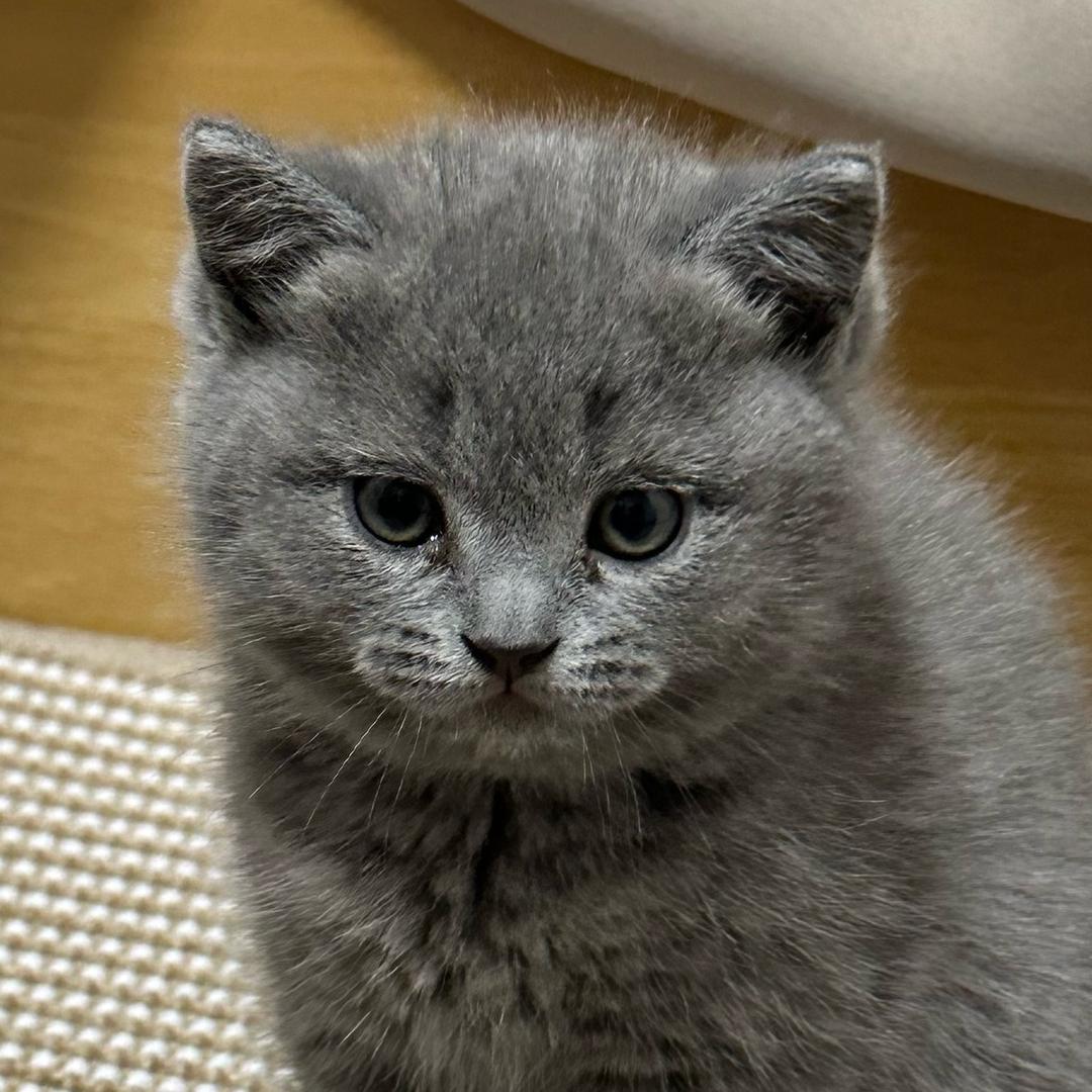 汤圆是只🐱