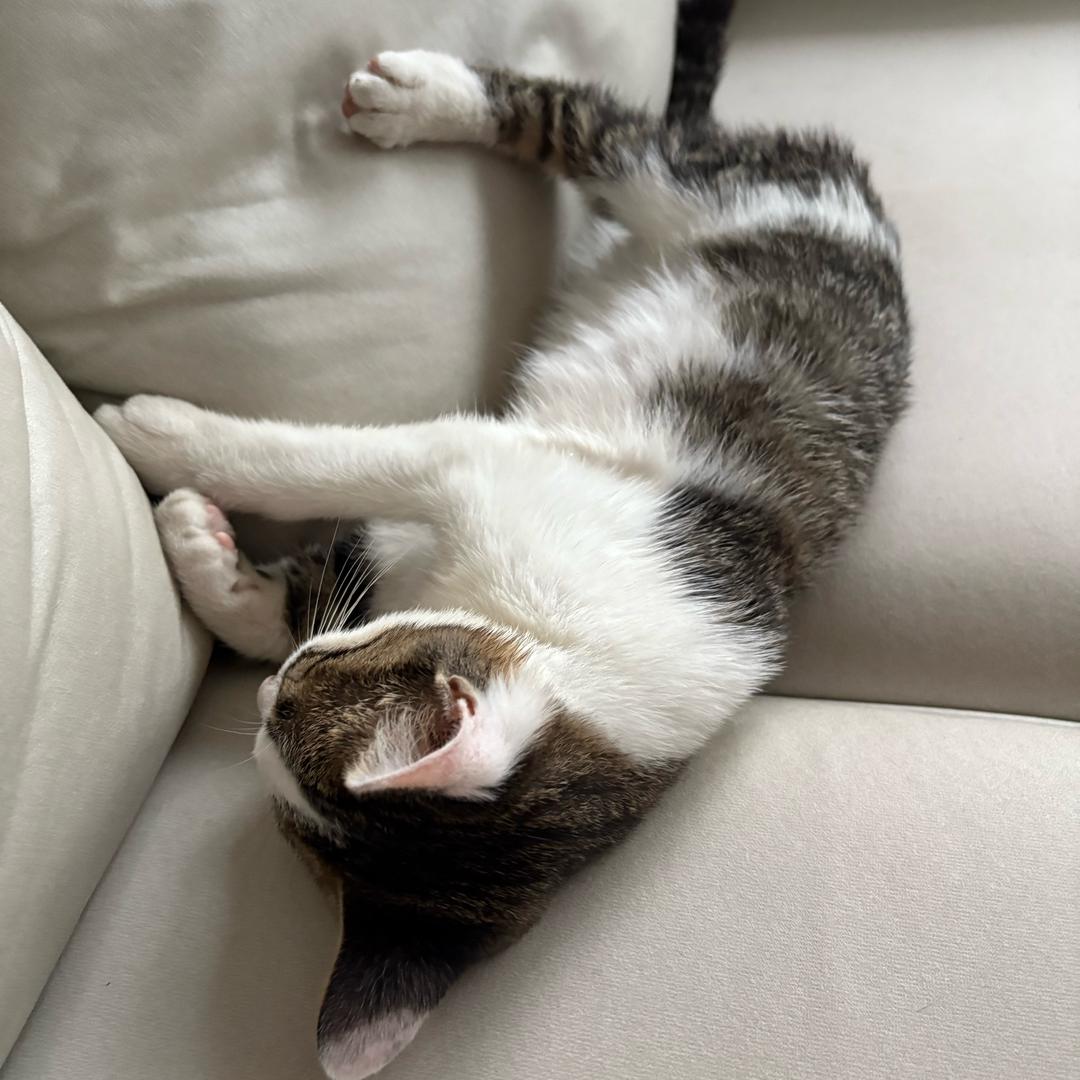 李沐沐✨（养分中）