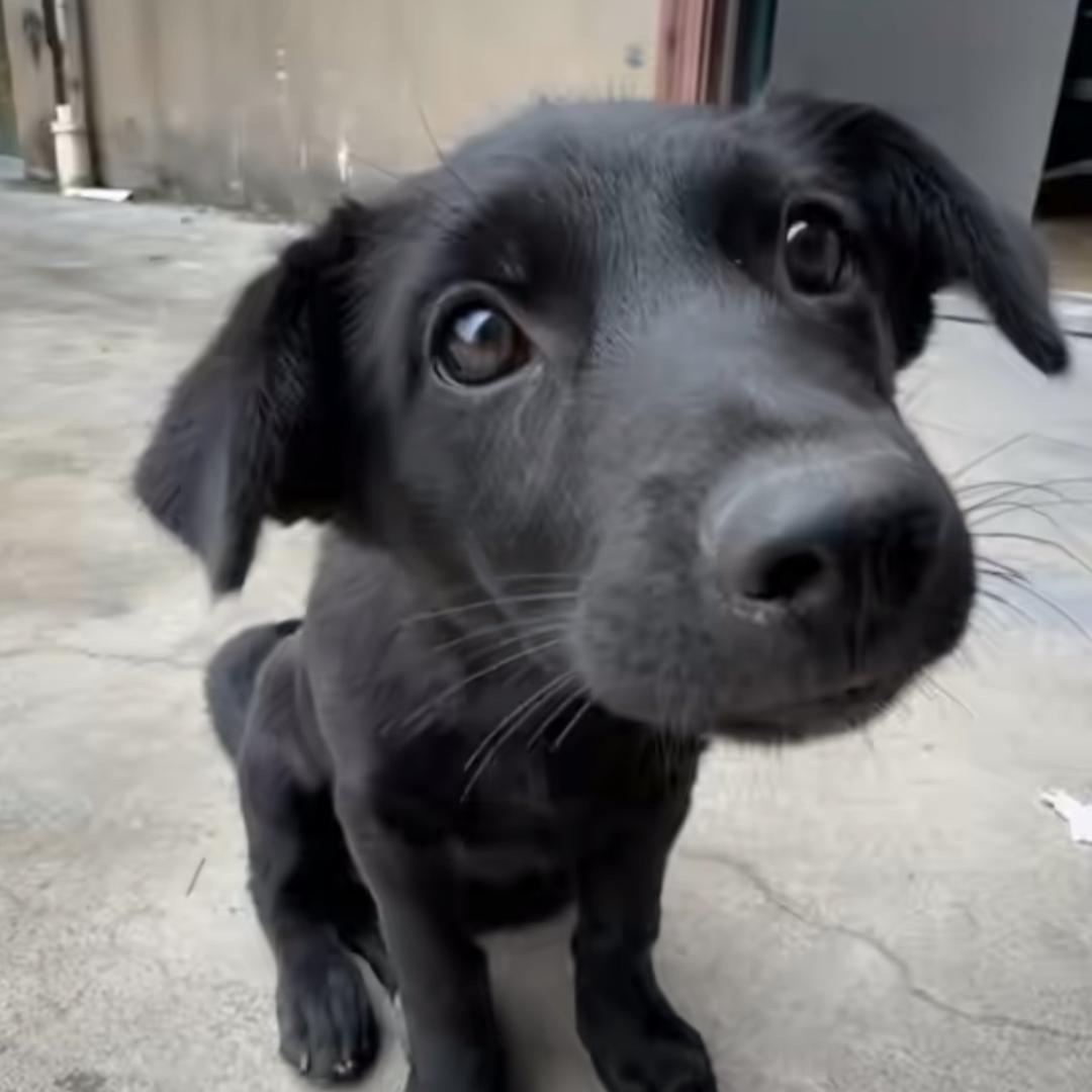 尧光山太子丽尔维