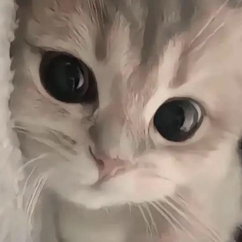 阿狸。