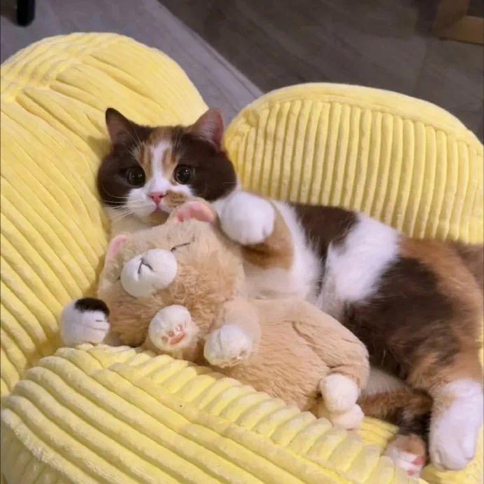 小白是一只喵🐱