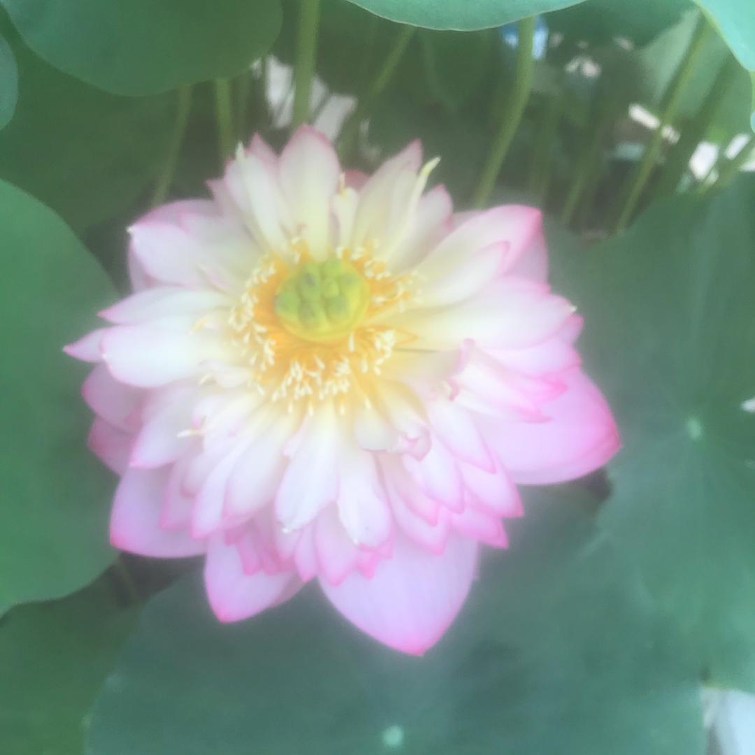 AAA崔世泉