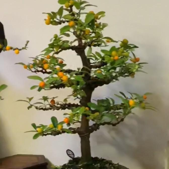 新钱裔菜馆（西隐小院）