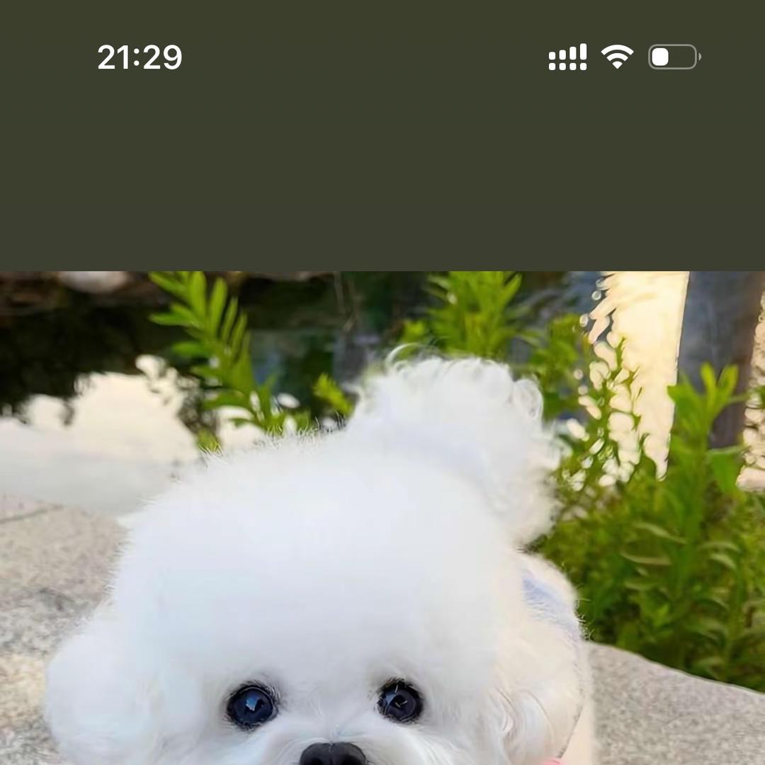 派乐萌宠宠物