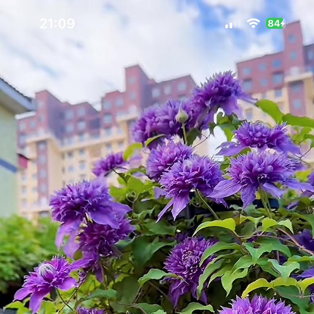 瘦瘦花卉园