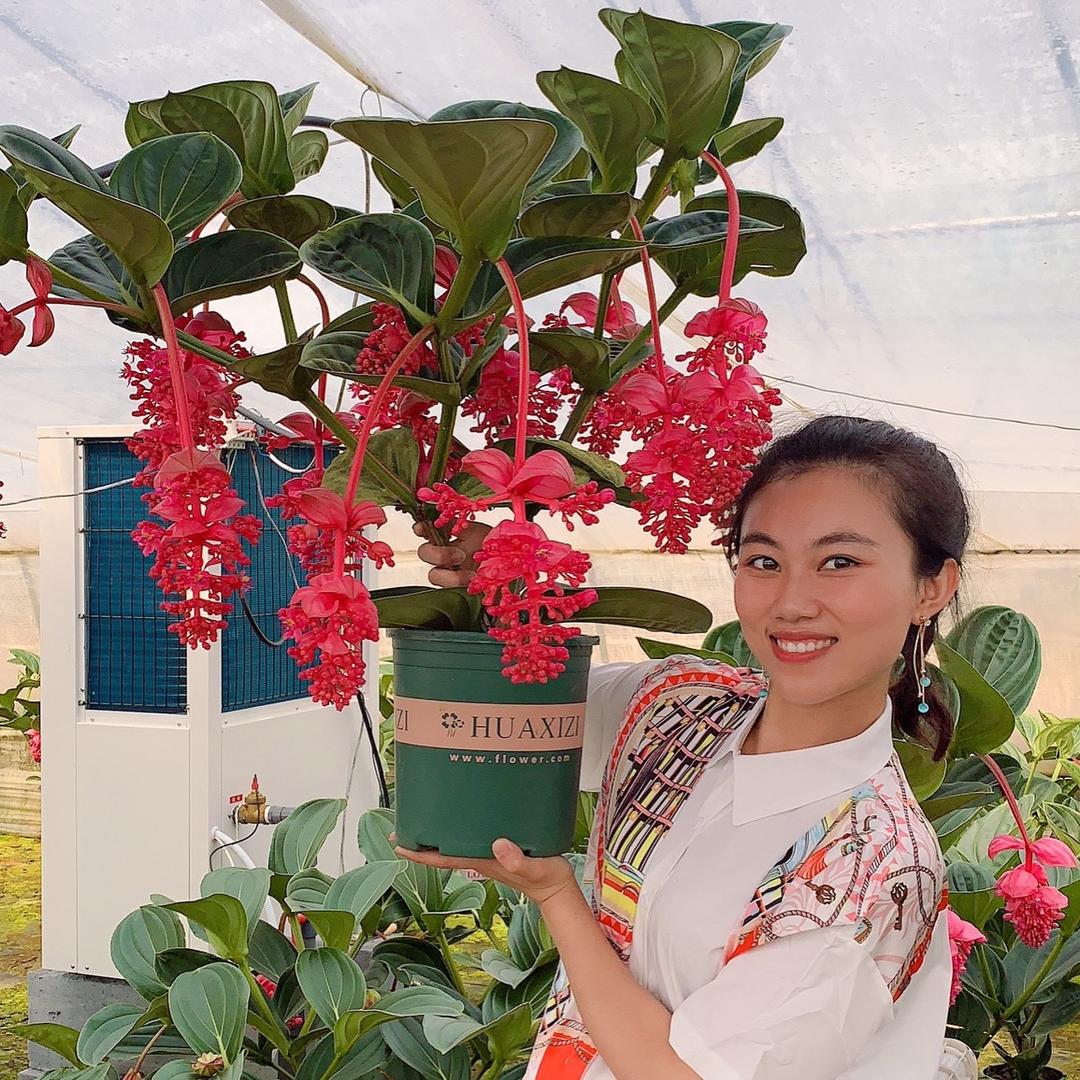 媛媛 花卉