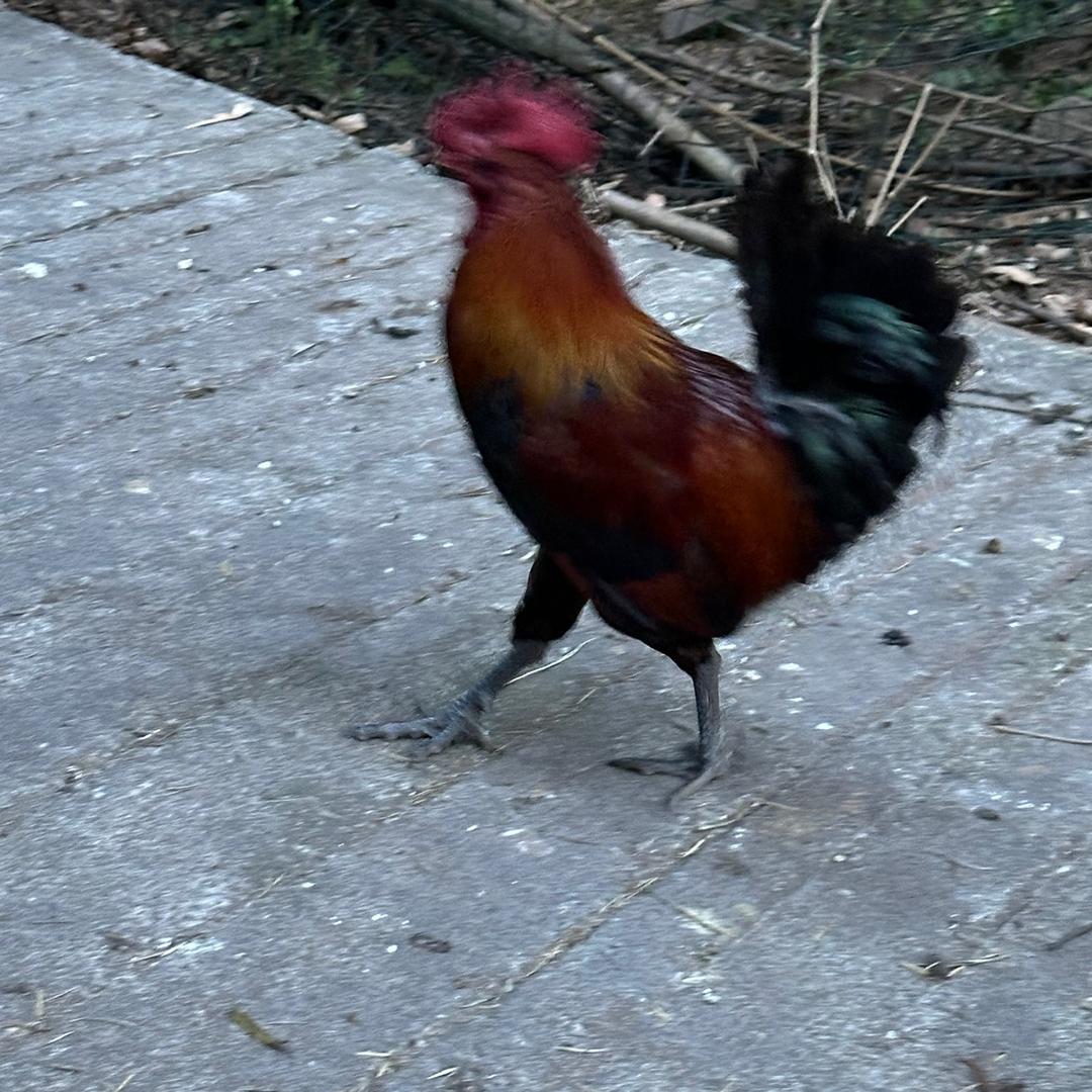 @泸州乌鸡批发零售
