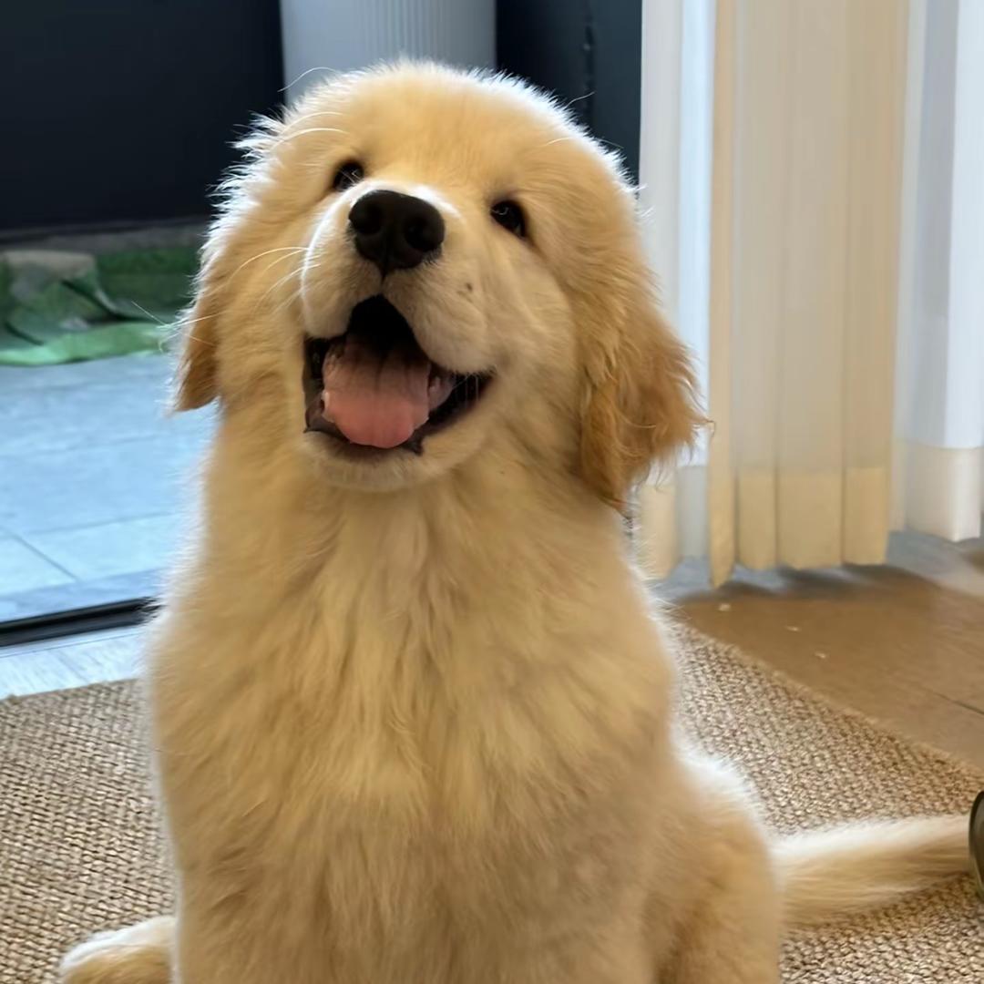 金毛蛋黄😻