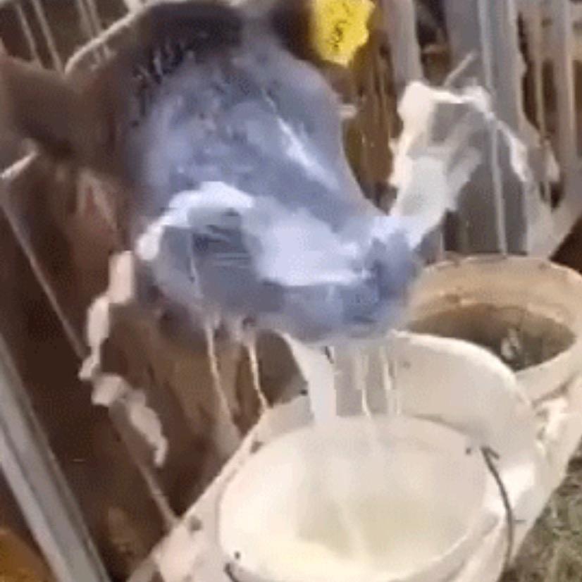 爱喝牛奶的牛牛