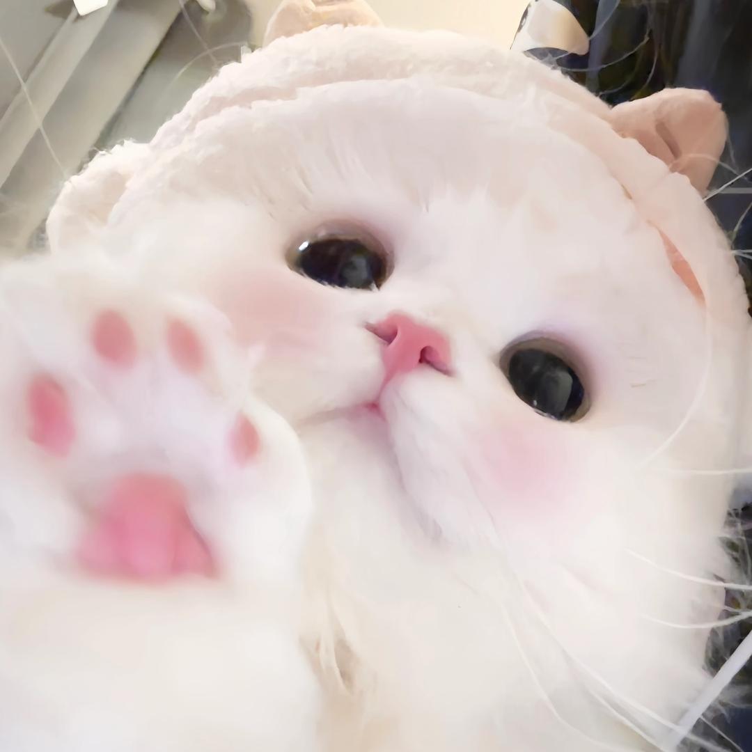 玩偶🧸