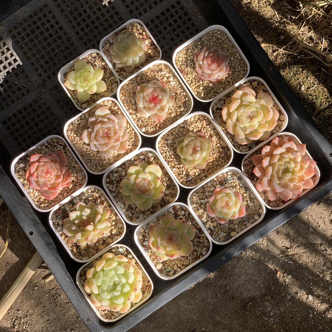 糖珍珍多肉
