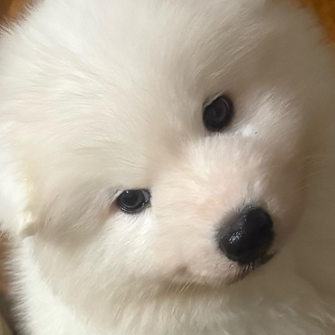 沈小胖