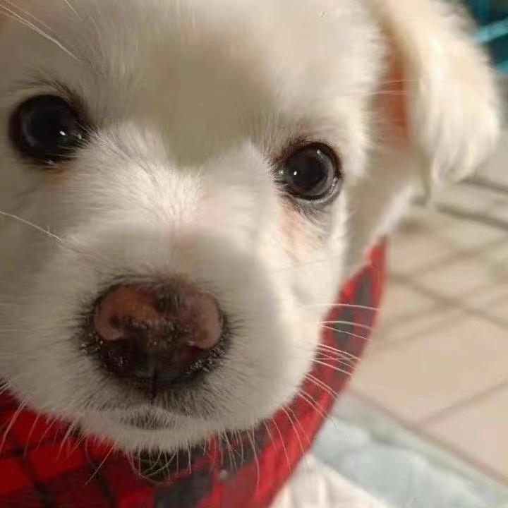快乐读博（：明天就毕业🍀