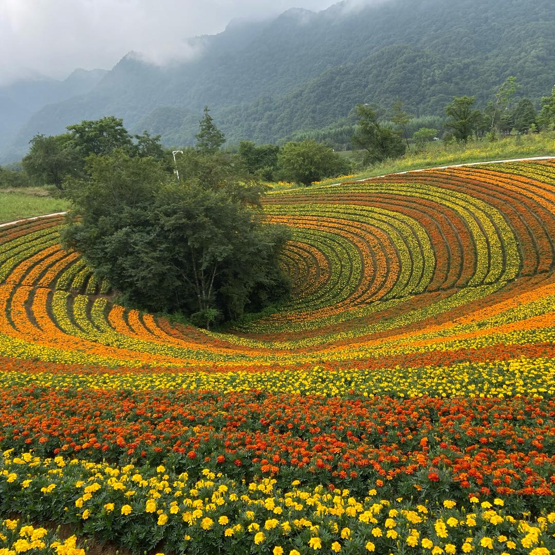 云中花海