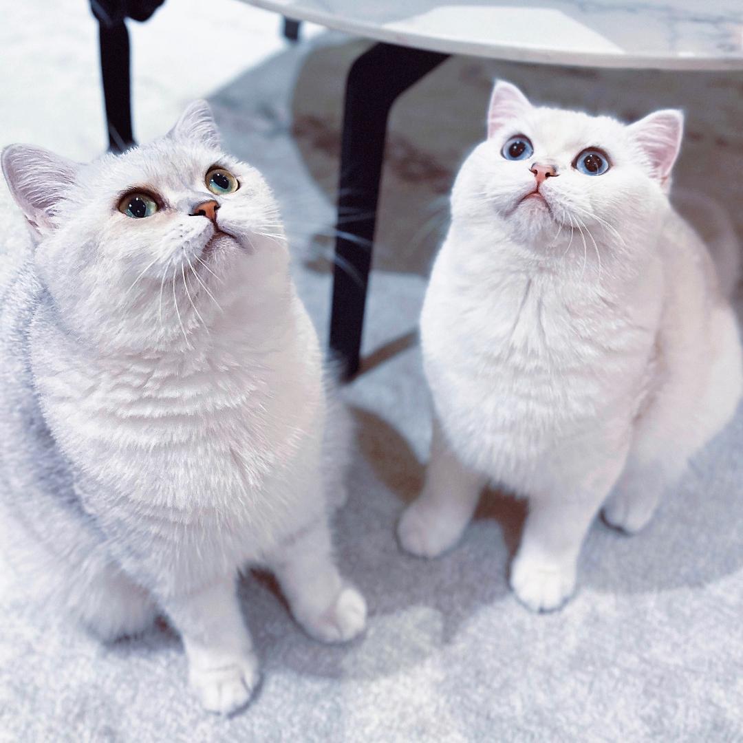 lucky是只小母猫