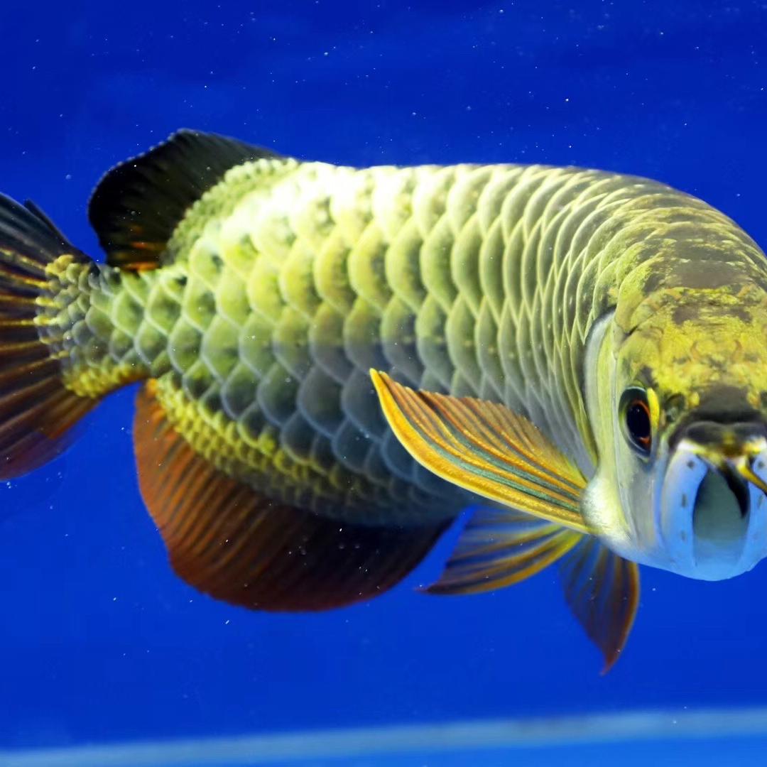 水幕紫榭龙鱼体验馆小店2