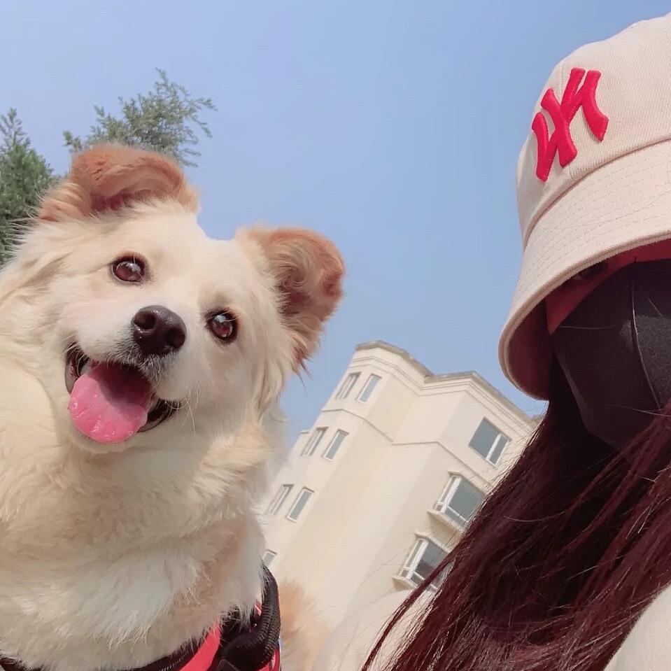 五月的50只猫狗