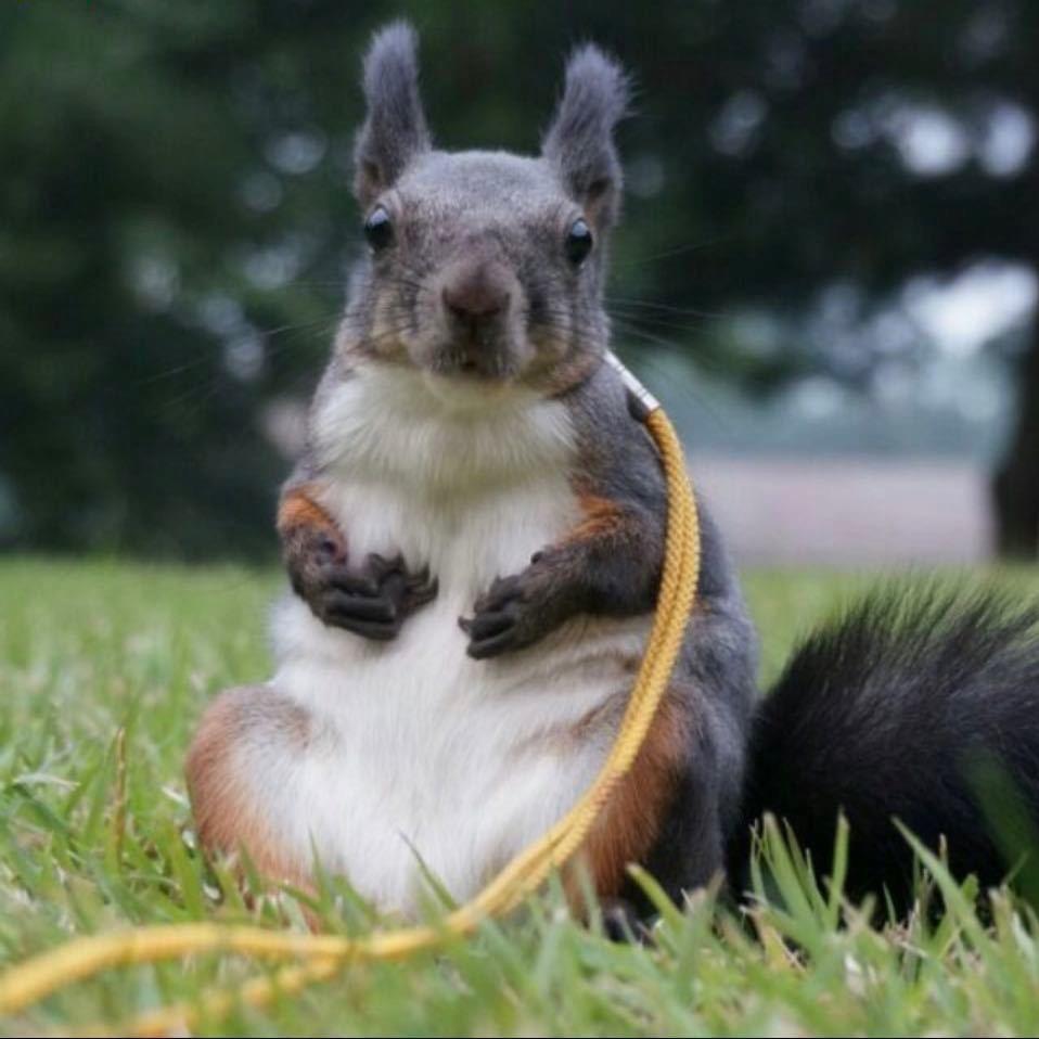 小陈的宠物世界