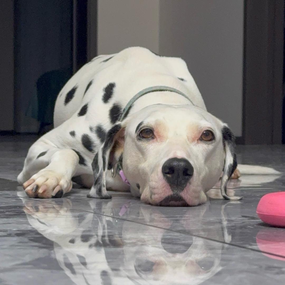 一杯拉菲੯‧̀͡⬮