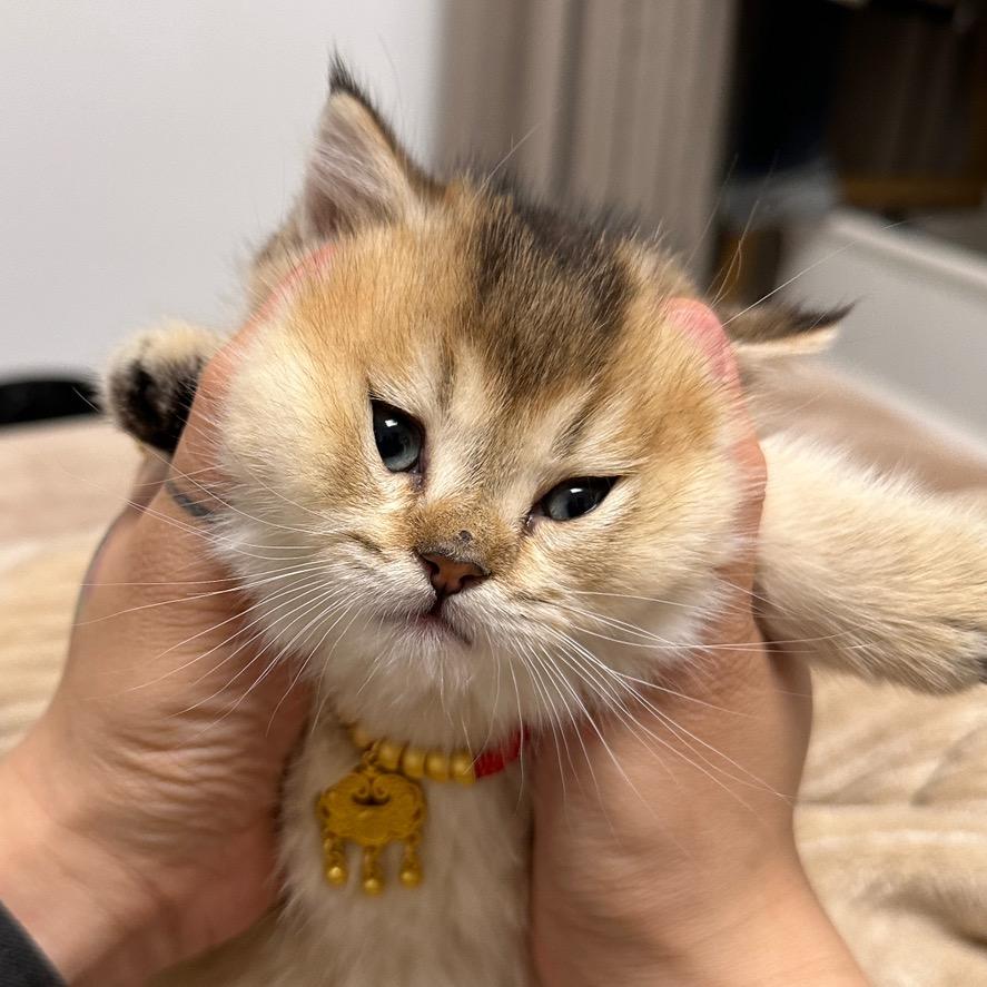 初一是只猫