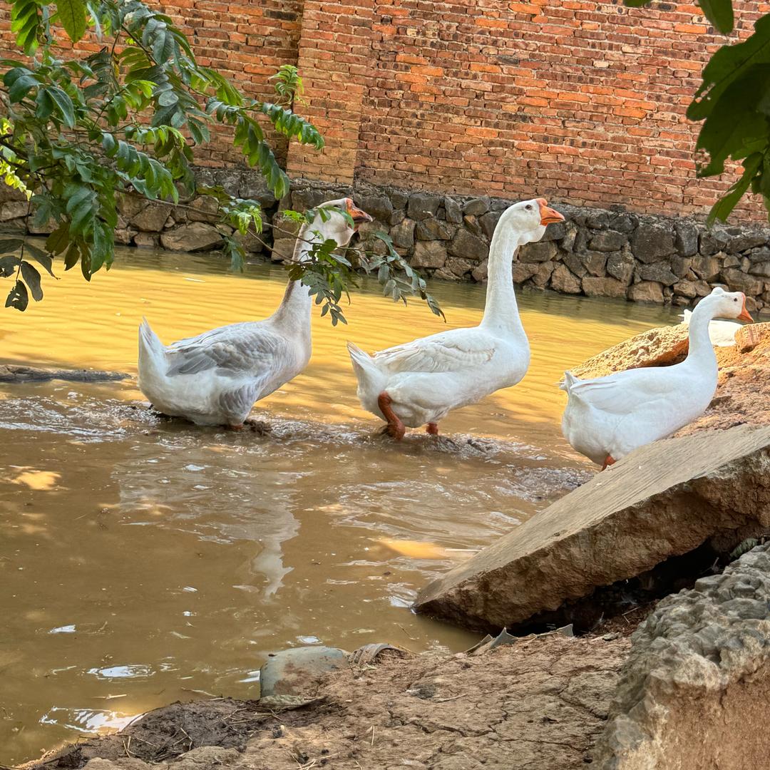 海涛哥粉色狮头鹅