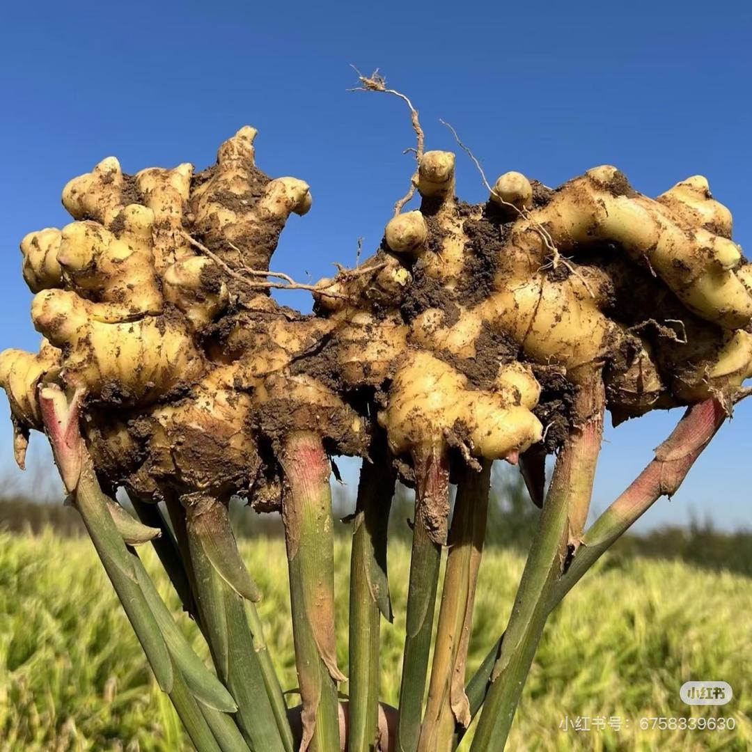 新农人（云南小黄姜）