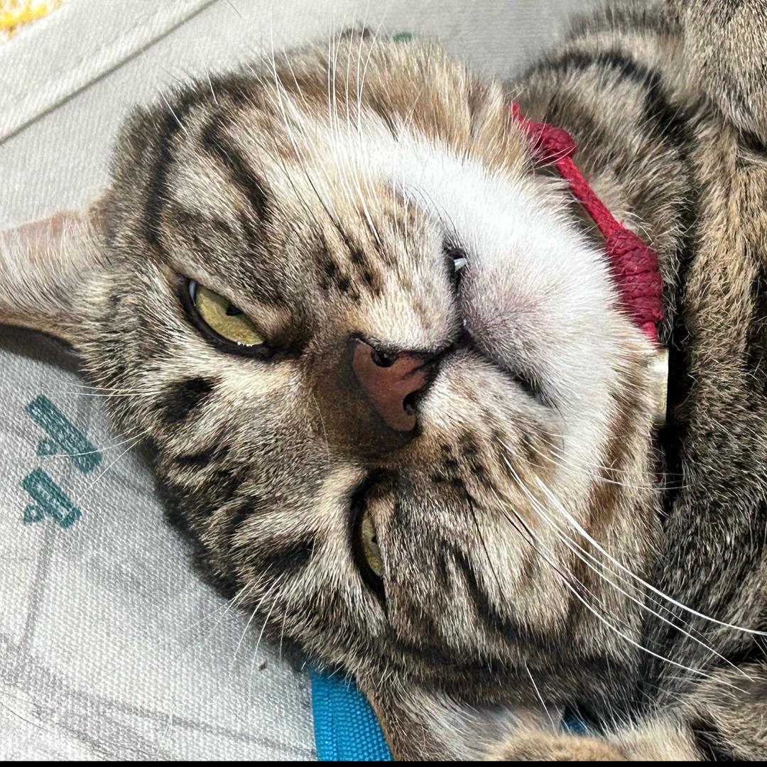 🌈张杰圈外女友梁美丽呀-