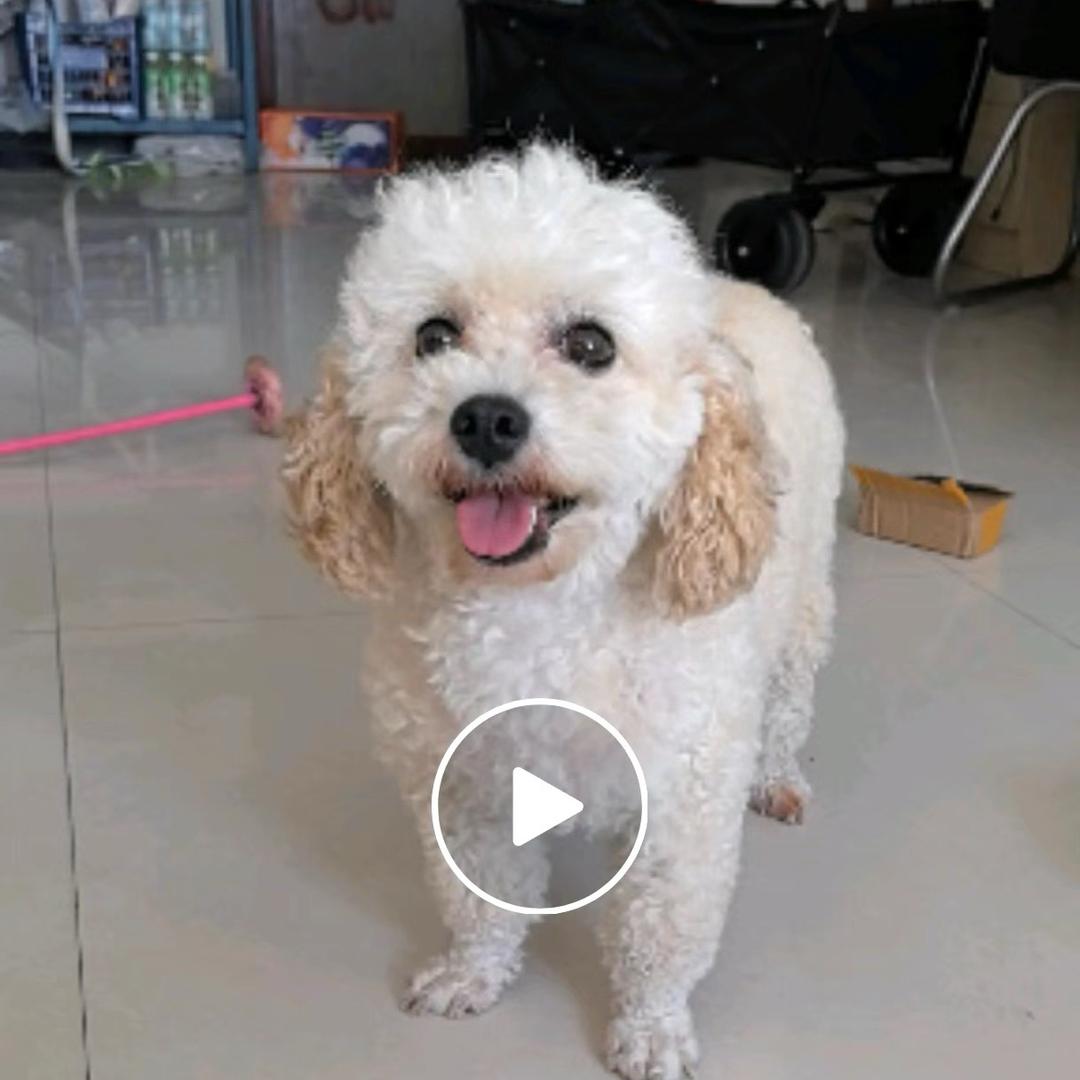 爱笑的小棉球