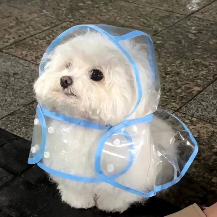 迷人的旺仔牛逼糖