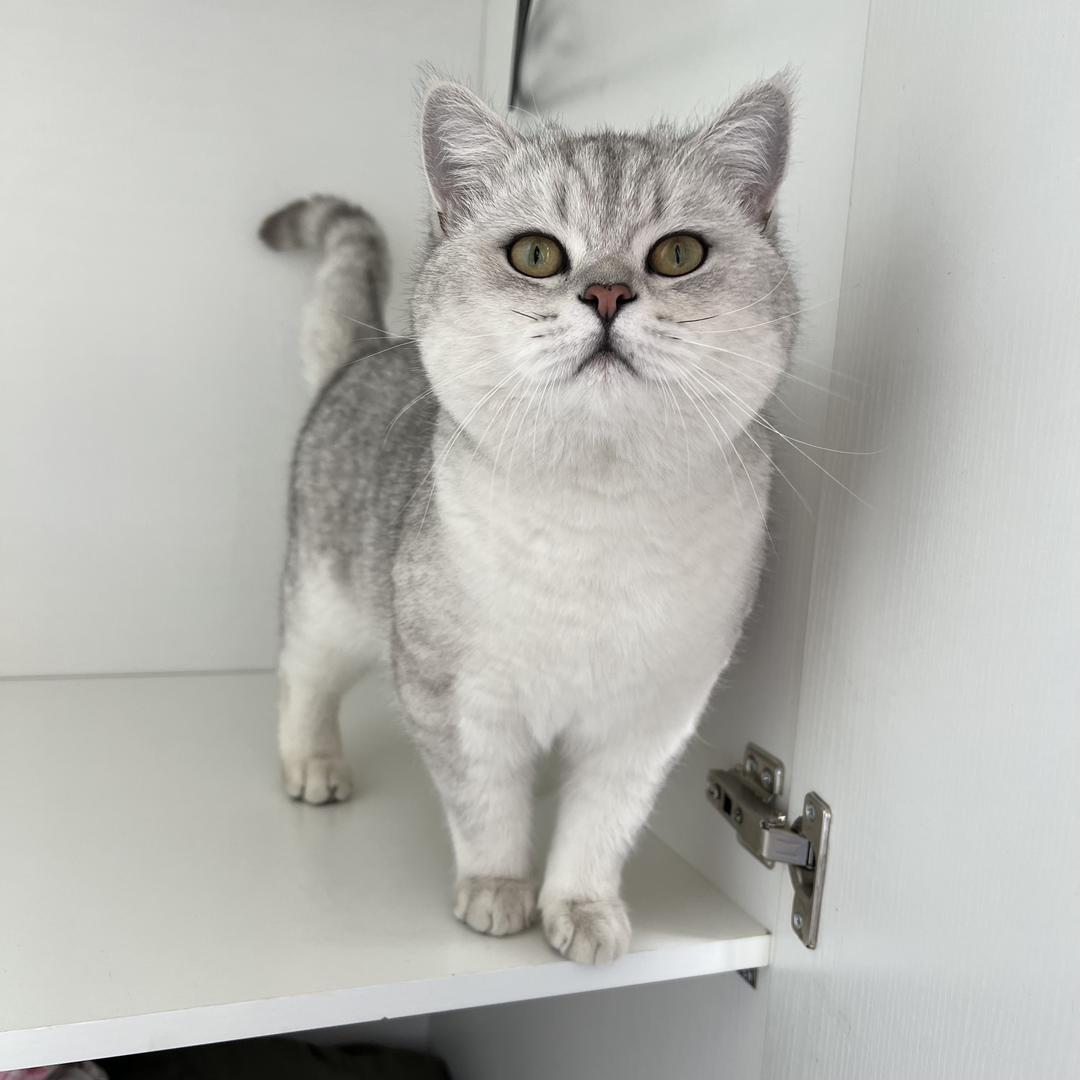 十一是只猫