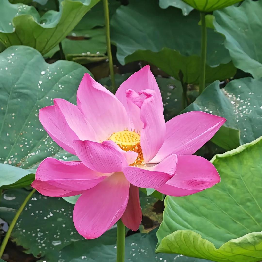 宣化花开富贵