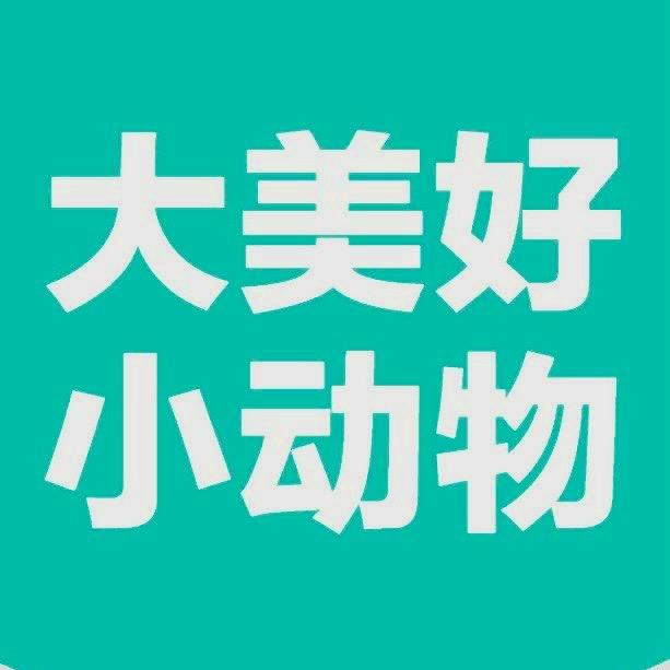 小镇中年（大美好小动物）