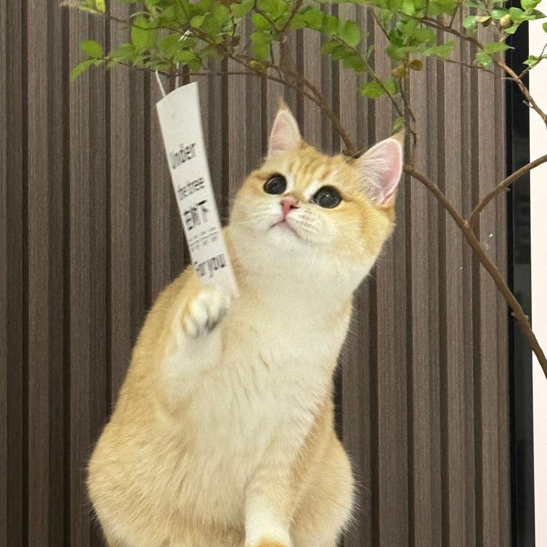 呢喃花坊
