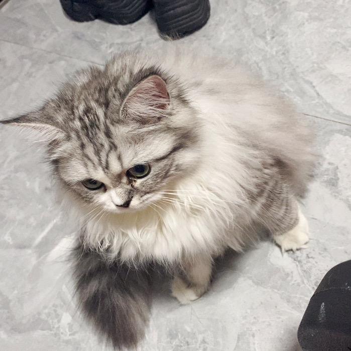 章鱼弟