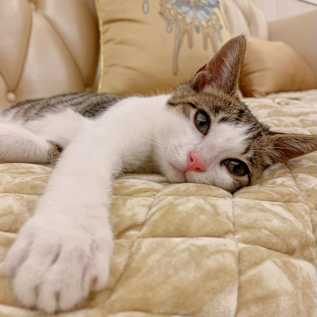 有只猫叫菩提