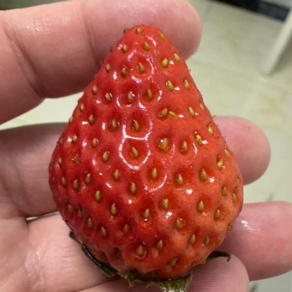 苗苗