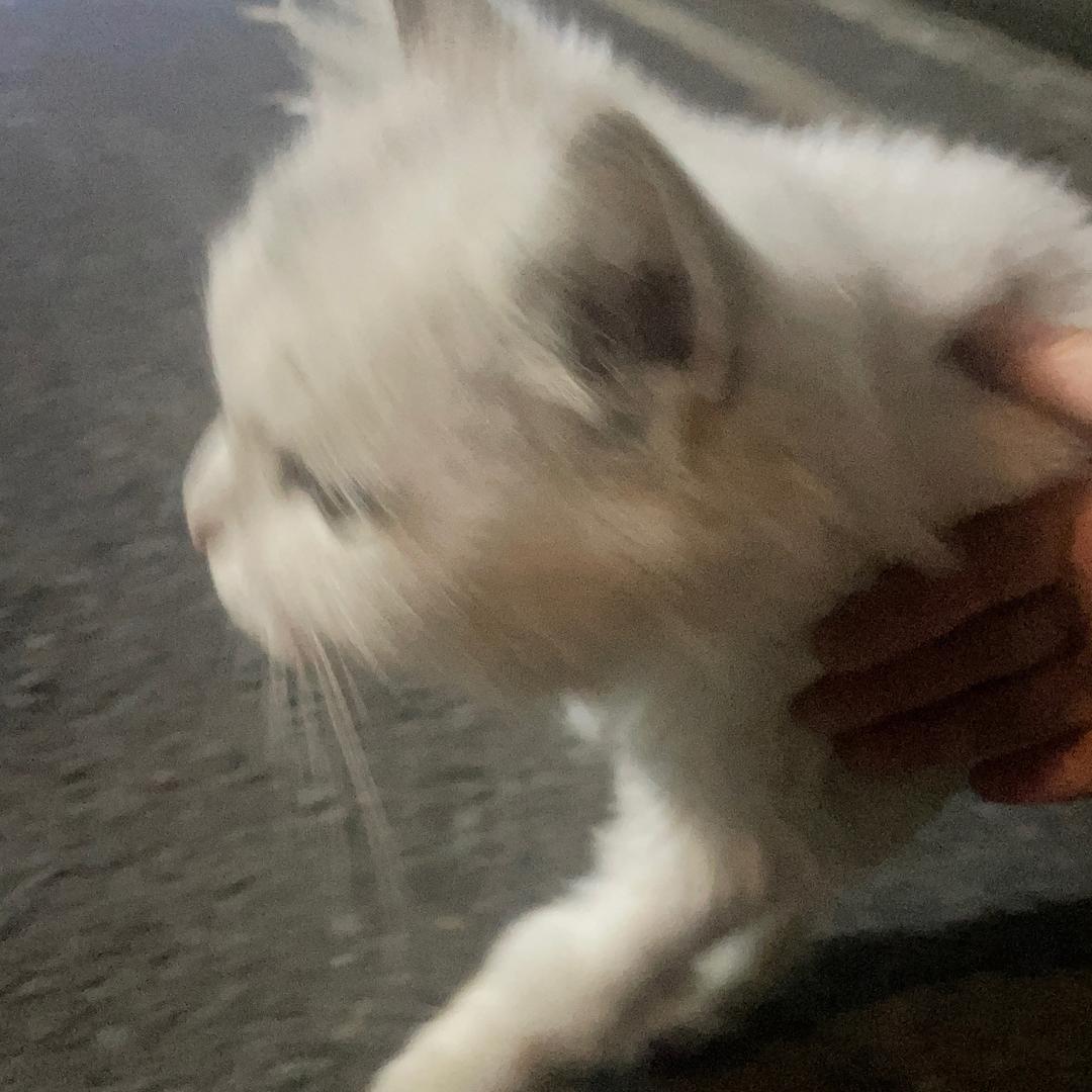 歪果仁