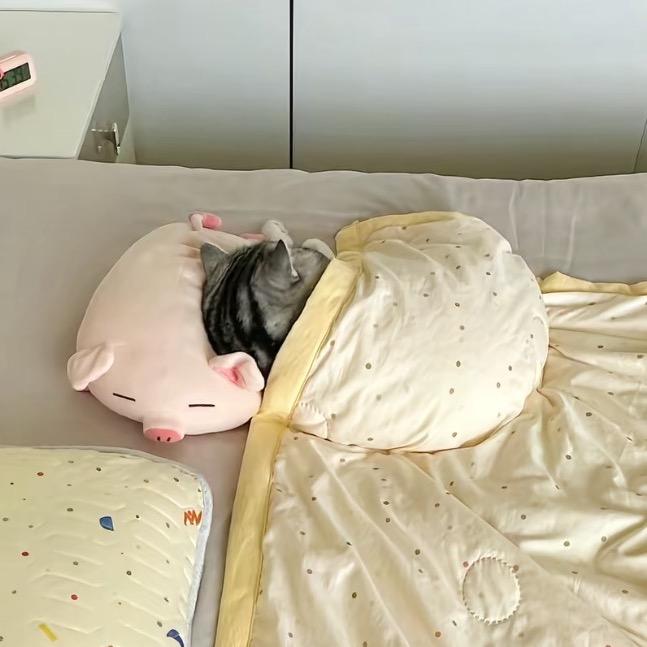怎么又饿了🥕