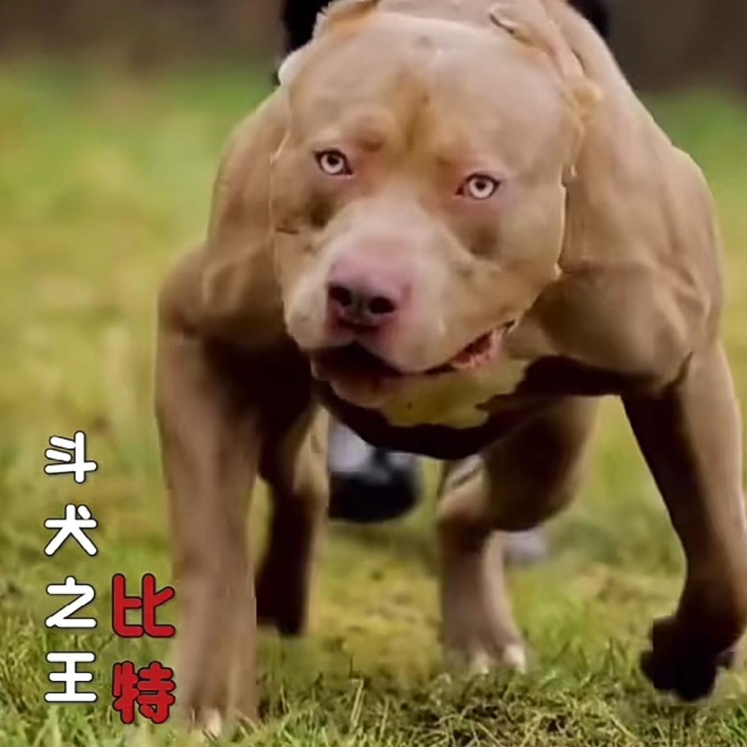 耗子拿刀满街找猫