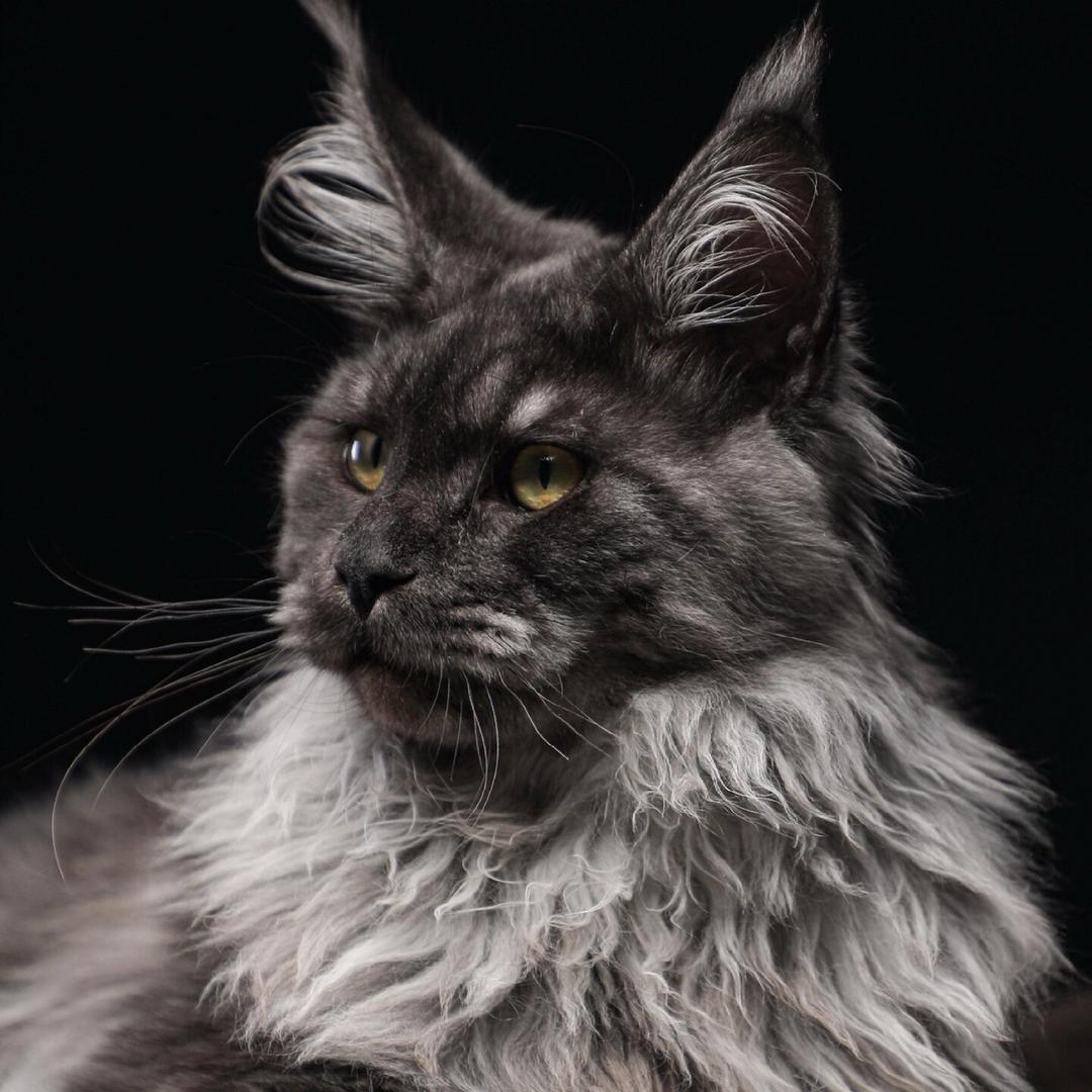 寸头的猫