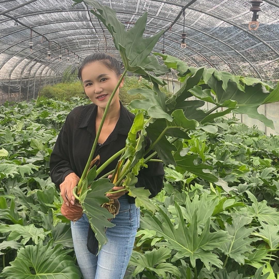 植来植趣园艺铺绿江南