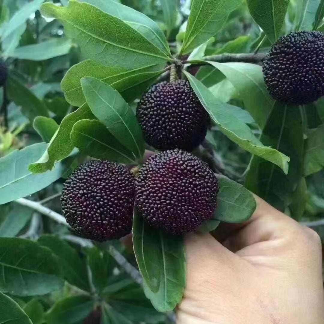 嘉瑰汇林果树苗木专卖店