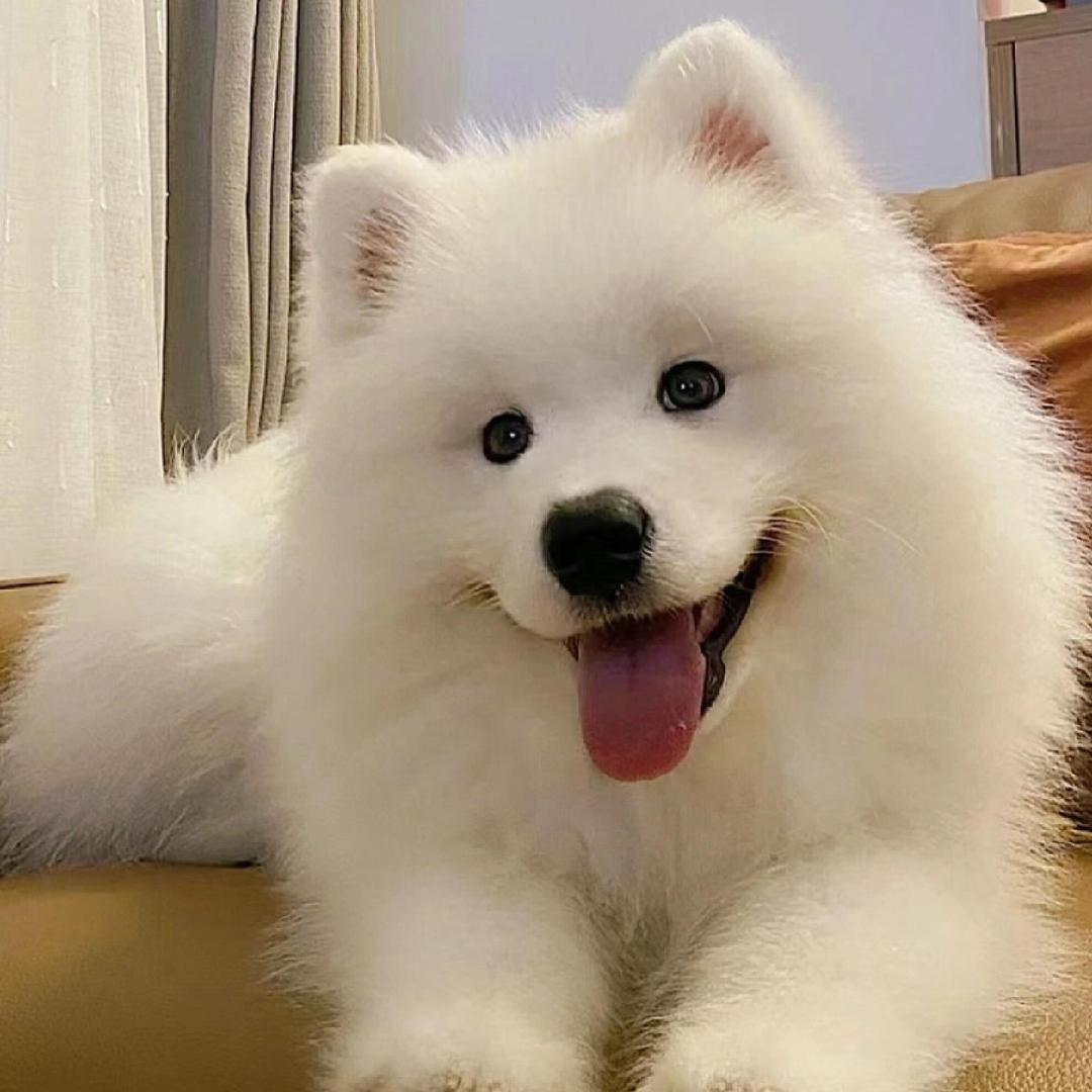 壮壮宠物
