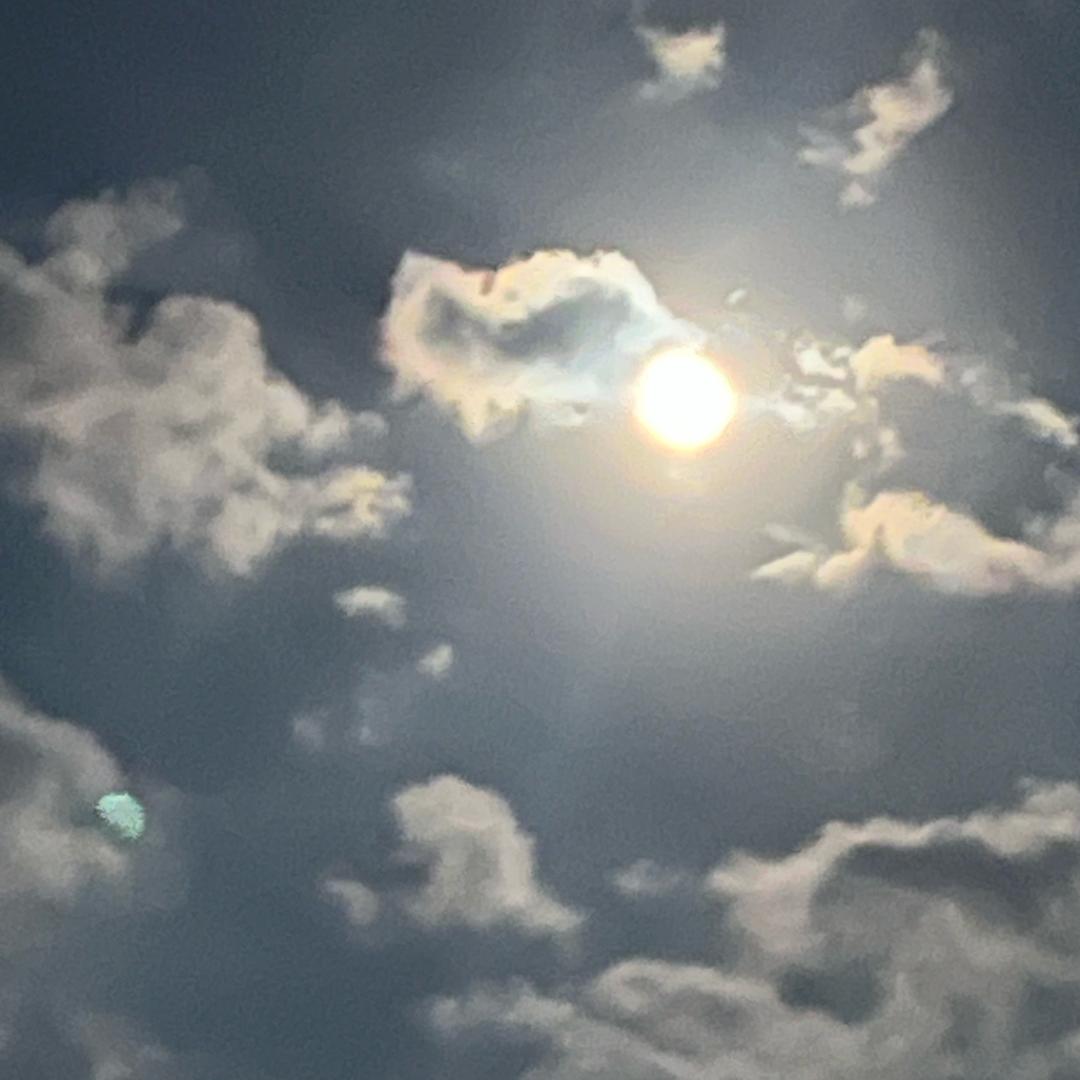 进坝青柠冰冰虾🦐🦐