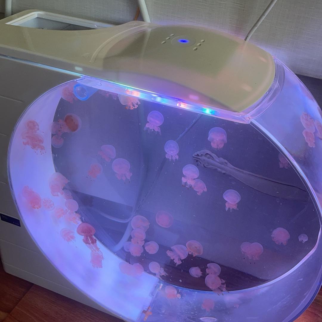 重生之我在自贡卖水母儿