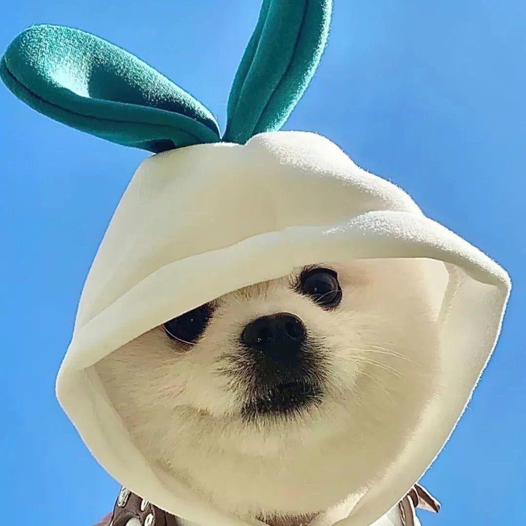 搞流量的小林(同城ip运营)